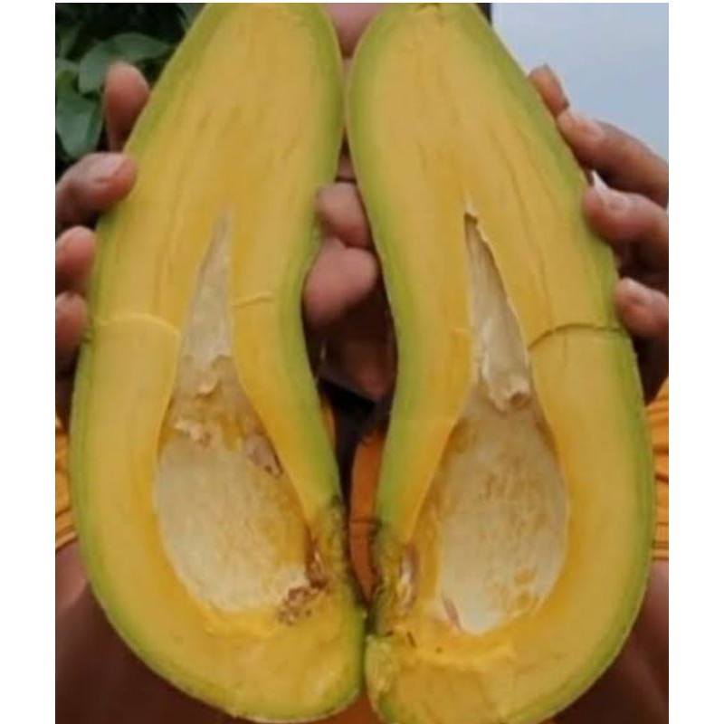 Bibit apukat kelud