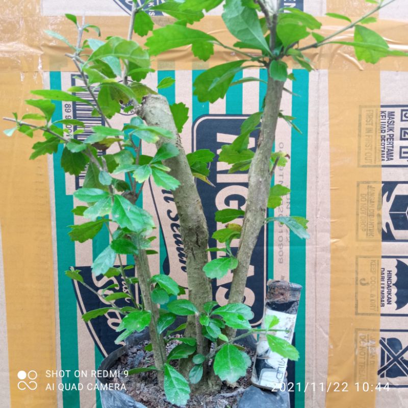 bahan bonsai hokiantea lokal