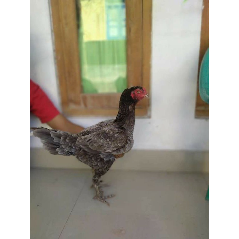 

Biang bk klasik f1