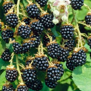 Bibit Tanaman Buah Blackberry (Caneberries)