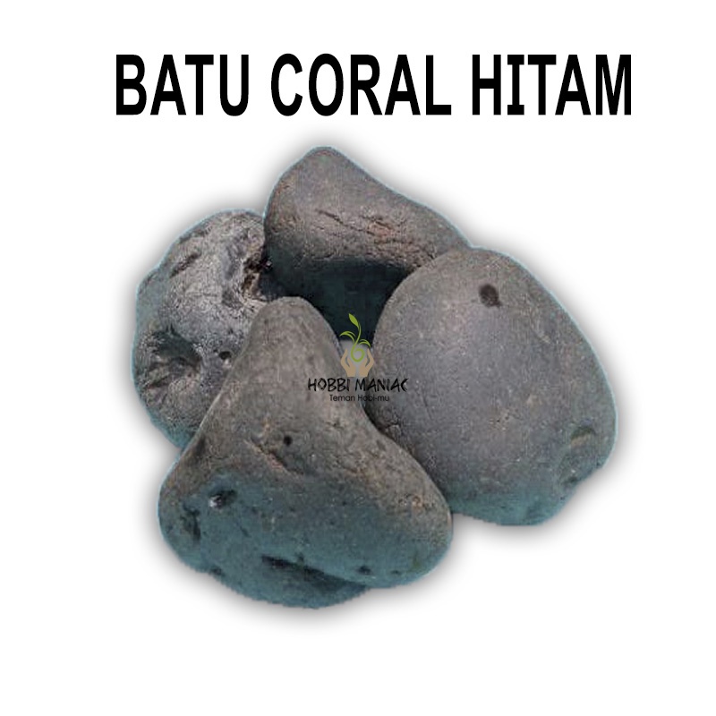 Batu Coral Hitam Aquascape Hiasan Batu Aquarium