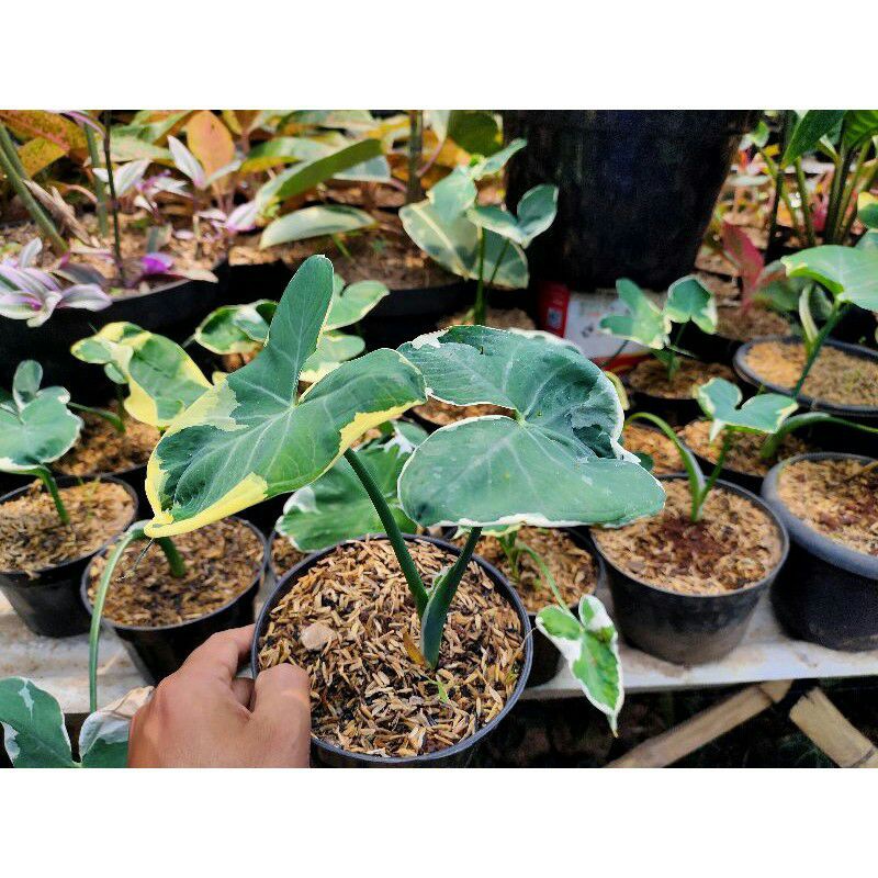 Keladi Ekor Tikus + Keladi Ekor Pari + Keladi Buntut Tikus