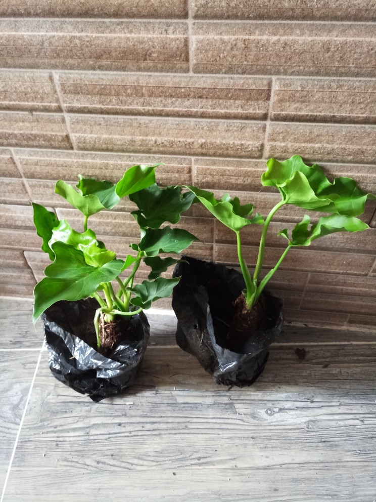 Murah  Tanaman Hias Monstera Philodendrum - Philo Jari - Monstera Philo Jari