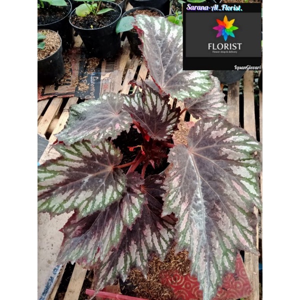 Tanaman hias begonia Garuda/Kitkat indukan