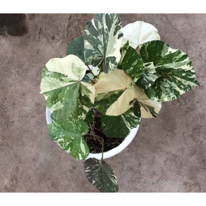 tanaman waru varigata