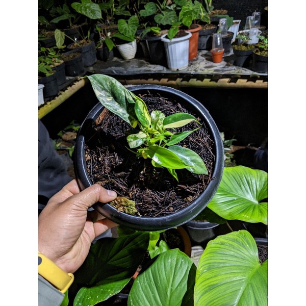 Link CO Live Produk 1 Kg Diatas 70 Ribu