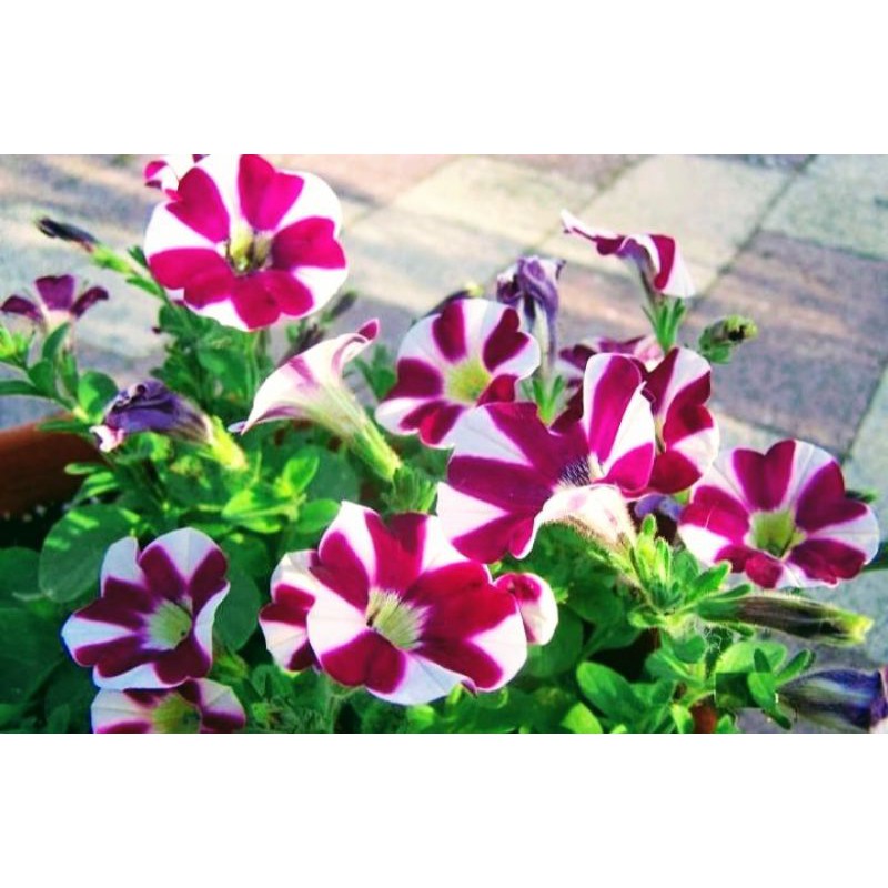 Bunga Petunia Merah + POT