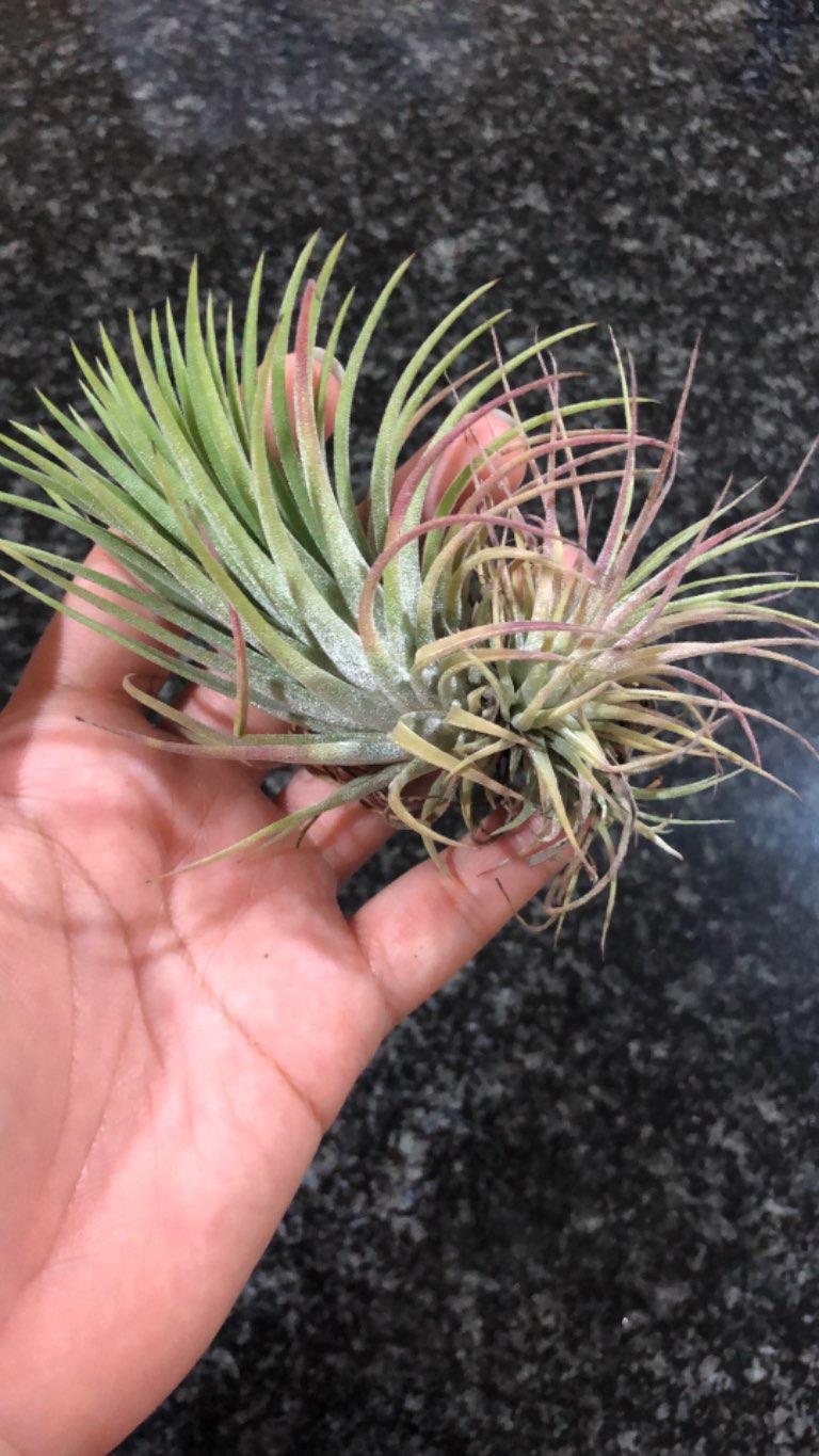 Air Plant // Tilandsia Cluster