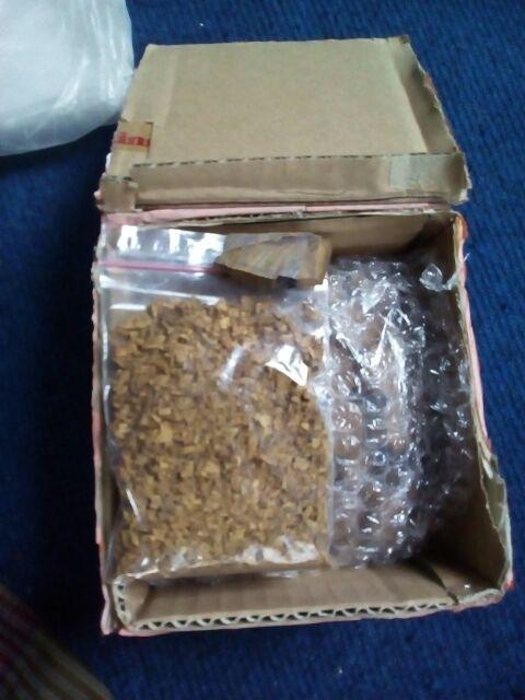 Dupa Kerucut Asli Gaharu Kalimantan Isi 50 Biji