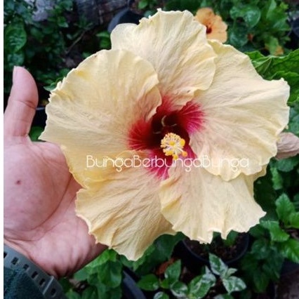 bibit bunga kembang sepatu hibiscus import langka JFP tanaman hias hidup