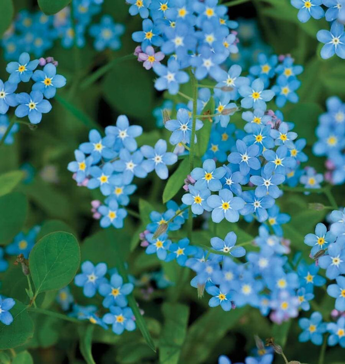 Haira Seed Bibit-Biji Bunga Forget Me Not