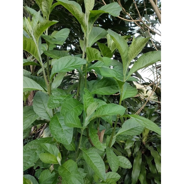 

Daun sambung nyawa daun aprika segar per 500 gram