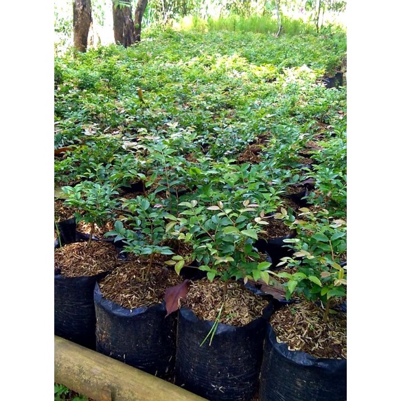 tanaman hias anggur brazil | kupa landak