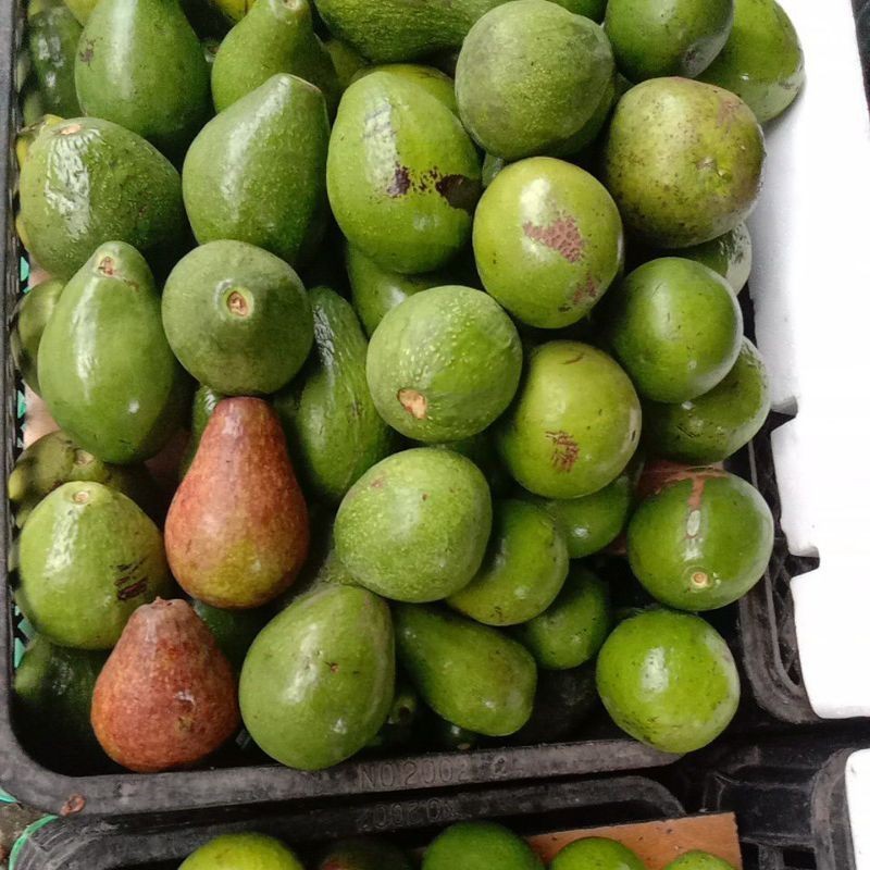 

Alpukat Mentega size 3 sd 4 pc dalam 1 kg