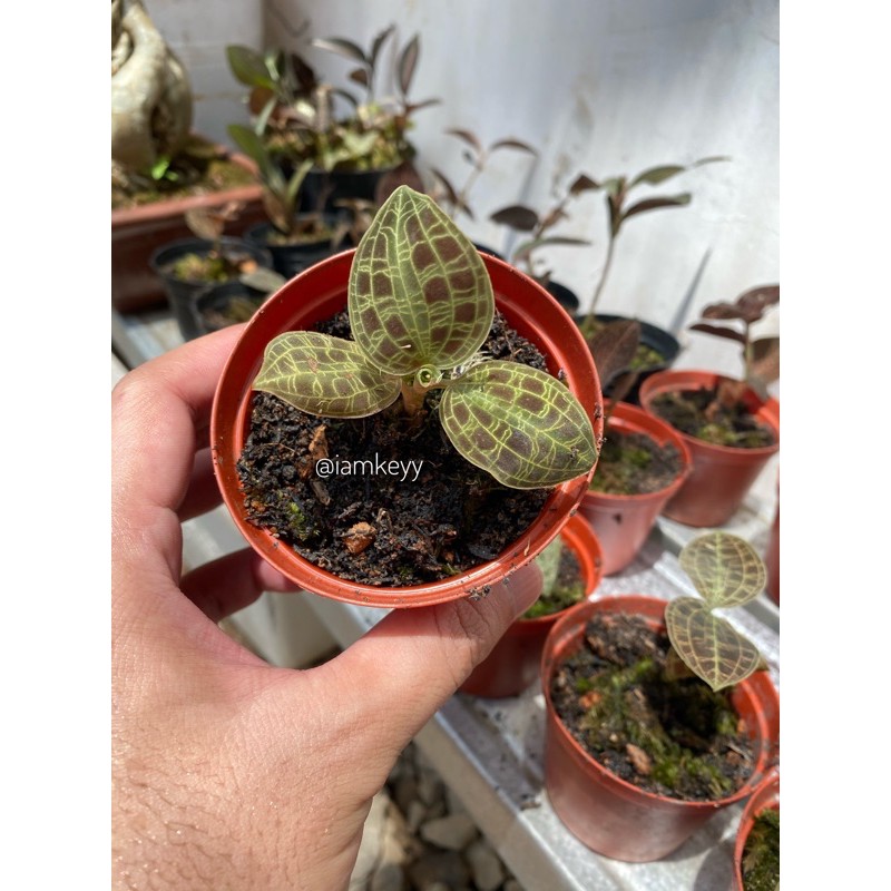 

jewel orchid macodes petola