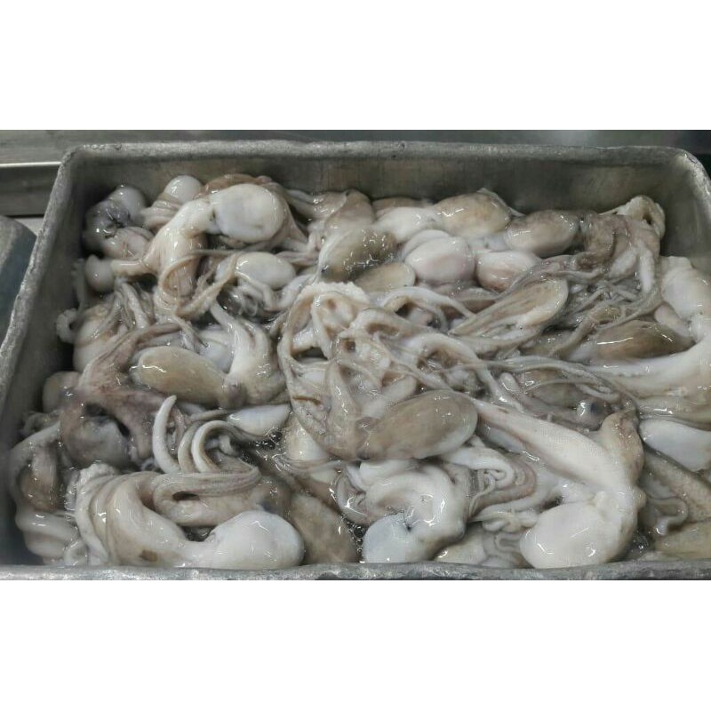 

Baby octopus