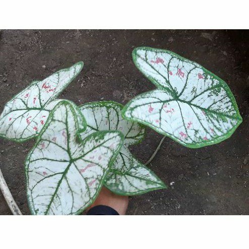 Caladium Strawberry Star Dewasa