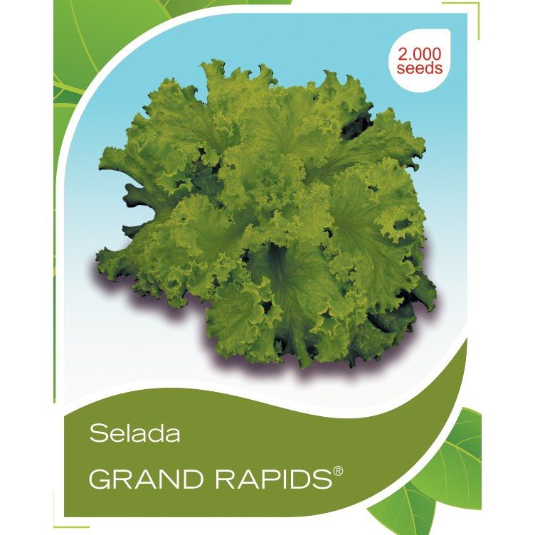 Benih Selada Grand Rapids (Cap Panah Merah)-1