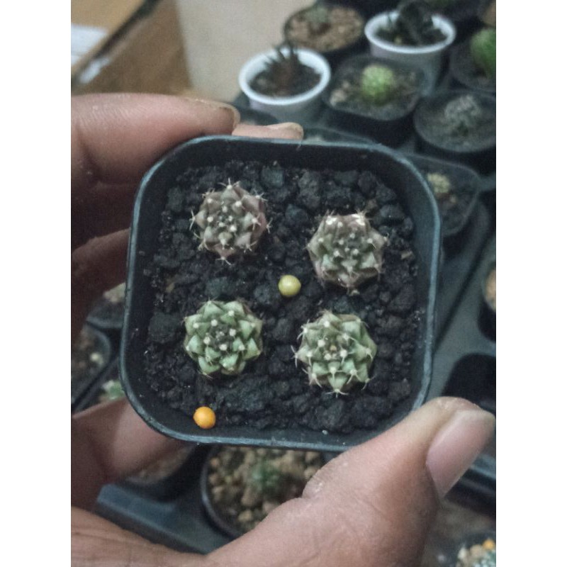 PAKET KAKTUS GYMNO MIHA HYBRID