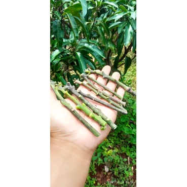 entres mangga import