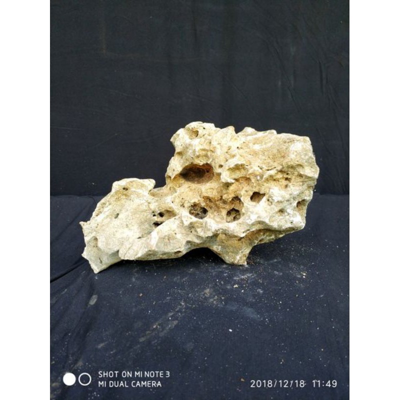 batu karang bonsai - batu karang aquarium