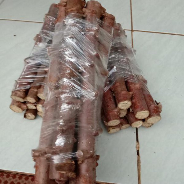 KUKURING Bibit Benih Stek Batang Pohon Singkong Mentega - Singkong Kuning Empuk Pulen
