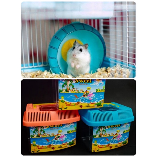 PAKET TERARIUM HAMSTER - Beli Kandang Hamster GRATIS HAMSTER Murah