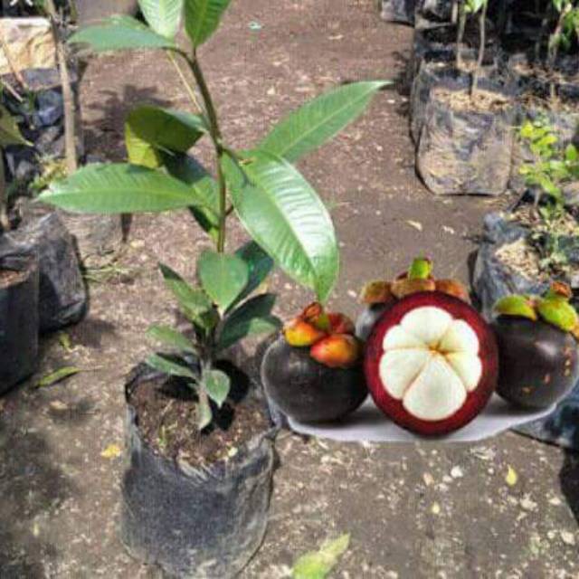 Bibit manggis okulasi