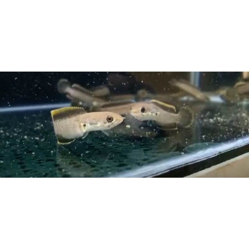 LIMBATA CB RIM KUNING RIM TEBAL FULL PELET