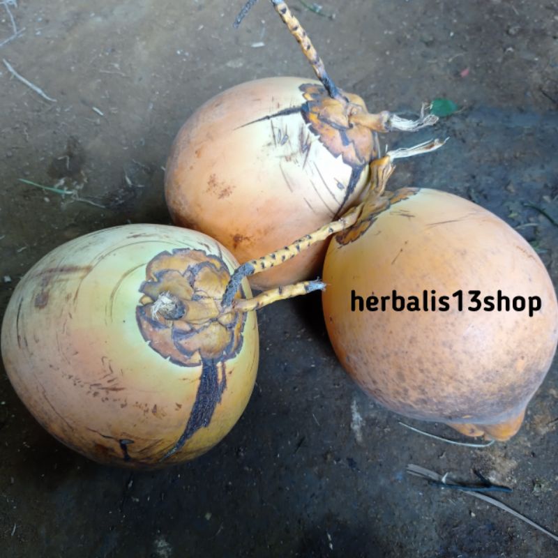 

buah kelapa gading kuning perbuah