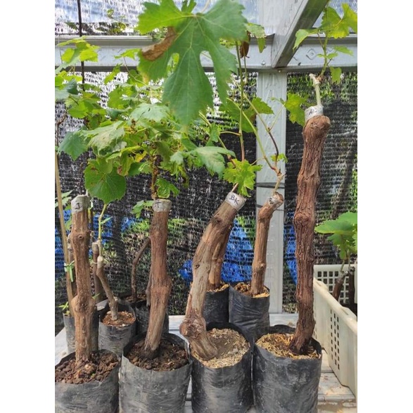 Tanaman bibit anggur import batang jumbo (batang besar)