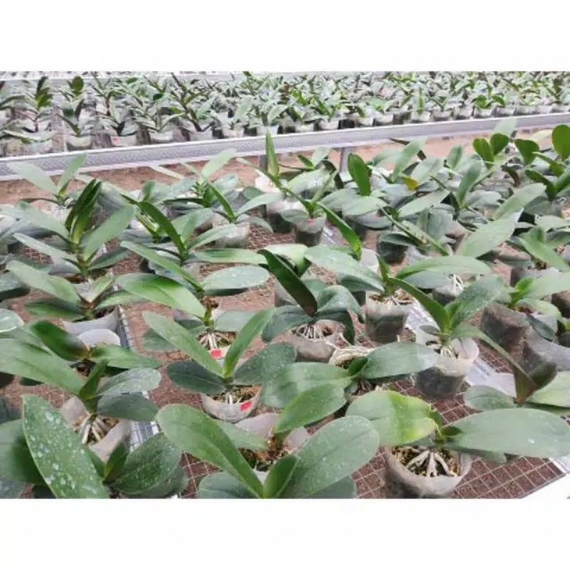 BIBIT ANGGREK BULAN REMAJA SIAP BERBUNGA