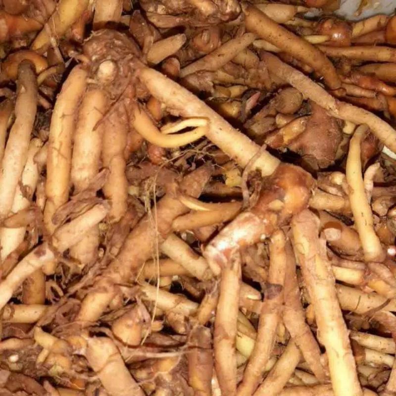Temu kunci segar