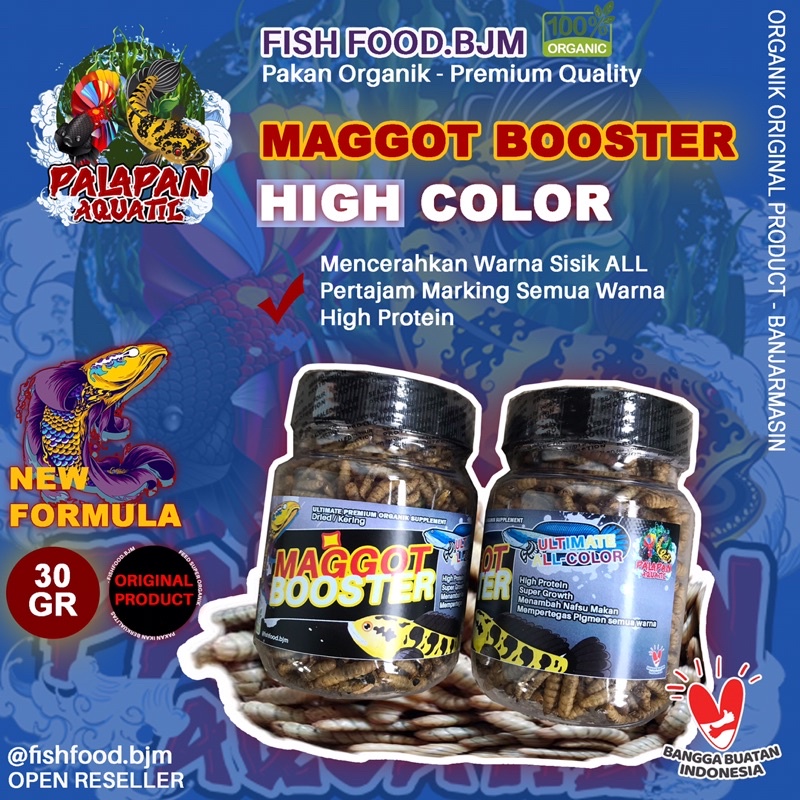 Maggot Booster All color - Pakan ikan hias maggot BSF GRADE A++  premium protein / Channa / Arwana