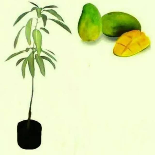 bibit mangga arumanis