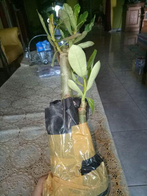 Bibit Bunga Kamboja Jepang