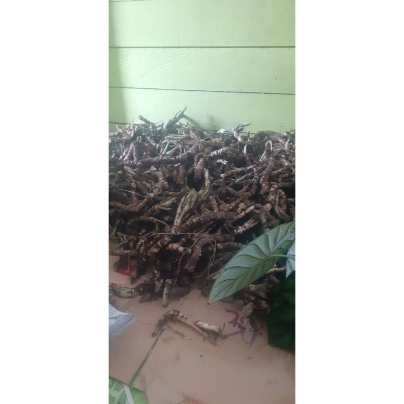 Bonggol Tanaman Alocasia Dragon Scale