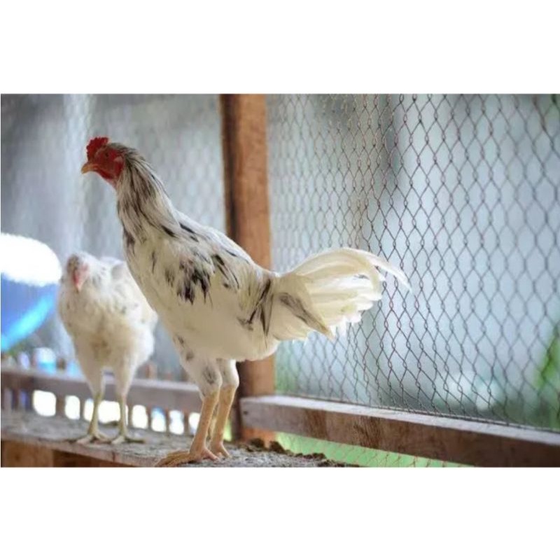 

TELUR AYAM SENSI PURE LINE SIAP DI TETASKAN