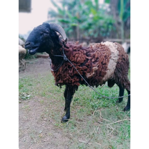 

Domba kurban hidup termurah 20kg