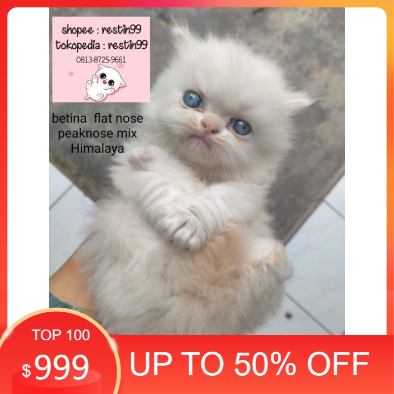 Harga Kitten Himalaya Flat Nose Terbaru Oktober 2021 Biggo Indonesia