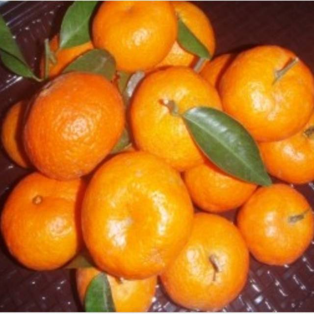 Bibit Jeruk mandarin