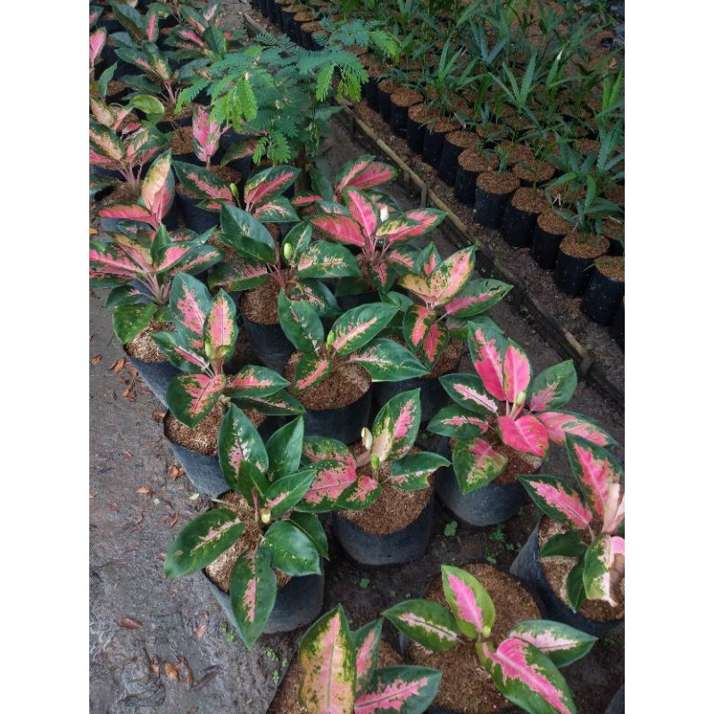 tanaman aglonema red KOCIN