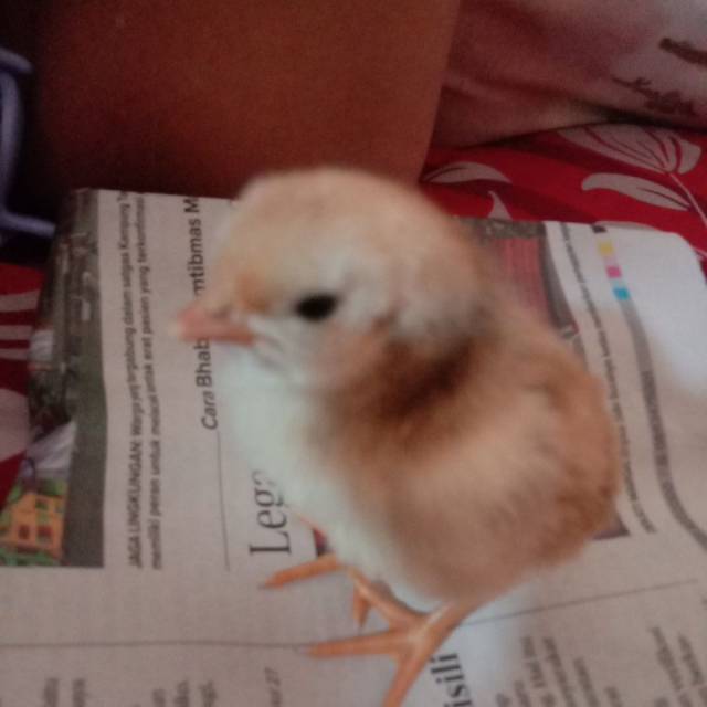 

Kuthuk anak ayam cantik umur 1 hari