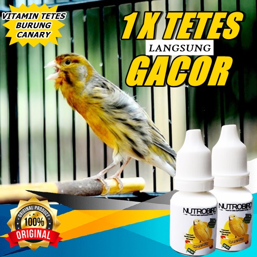 TERAMPUH vitamin burung kenari macet obat penggacor burung kenari doping burung kenari bahan AMPUH