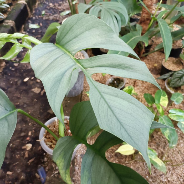 PROMO epiprenum cebu blue f1 mature ( RARE PLANTS )