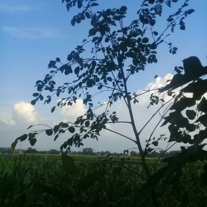 

kelor