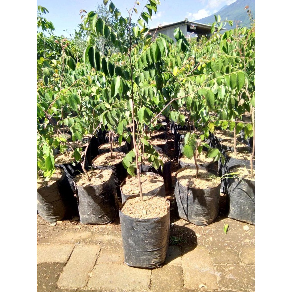 BIBIT POHON BELIMBING DEWI-TABULAMPOT-TANAMAN BUAH BLIMBING DM1