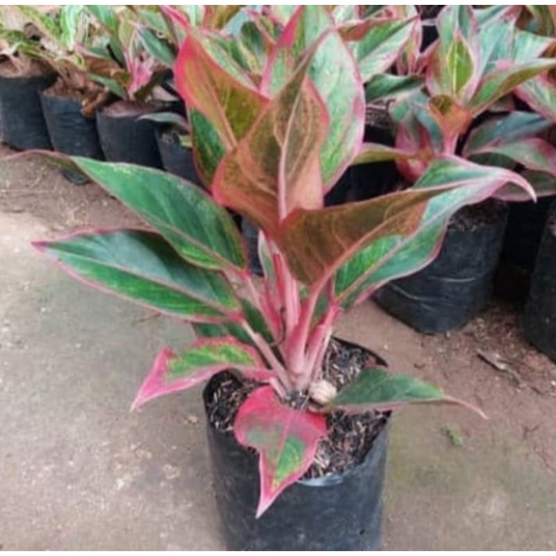 tanaman aglonema lipstik/pohon aglonema lipstik