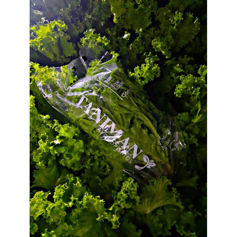 

sayur Selada Keriting Hidroponik