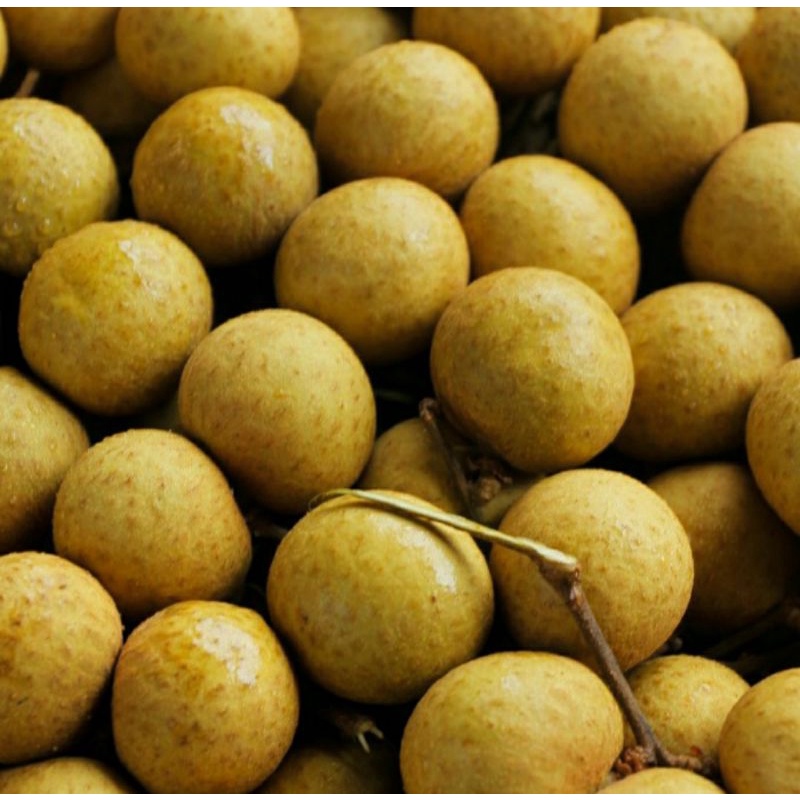 KELENGKENG GOLD / KELENGKENG TALI EMAS